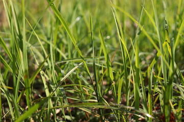 green grass - a view of green grass in India during morning sunshine.