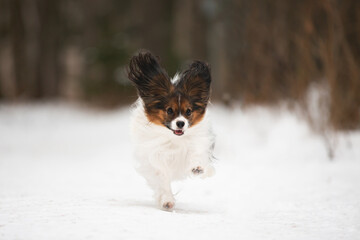Cute Papillon dog running on the snow path in winter