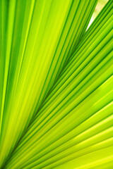 Green leaf close up with copy space. Used for background. Nature wallpaper concept.
