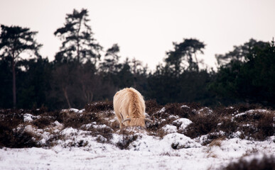 Highland cow grazing