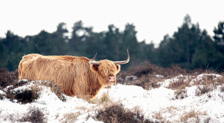Highland Cow
