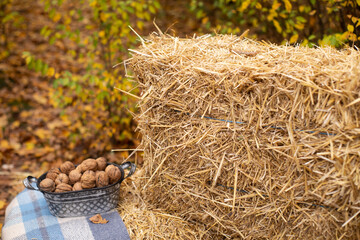 autumn photozone. fall decorations. plaid, hay, leaves, walnuts. in the forest. banner, greeting card