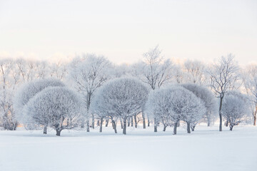 Trees covered in hoarfrost in a city park after a night cold fog.