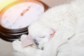 Procrastination, time management concept. Sleeping cat on the background of the clock.
