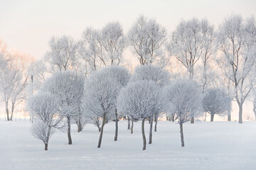 Fototapeta na wymiar Trees covered in hoarfrost in a city park after a night cold fog.