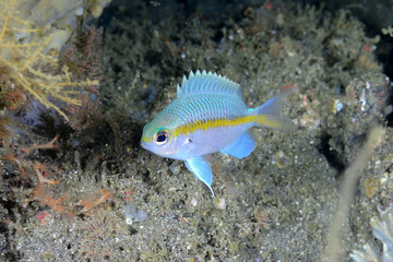 トウカイスズメダイの幼魚