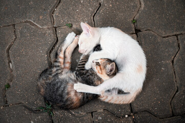 Sibling kittens cuddled on the floor
