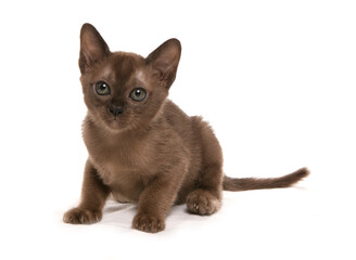 Burmese Kitten