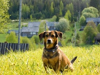 dog in the meadow