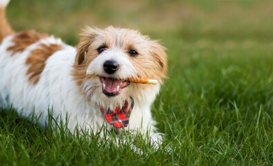 Healthy cute happy pet dog chewing dental snack treat, cleaning plaque from his teeth. Tartar prevention concept.