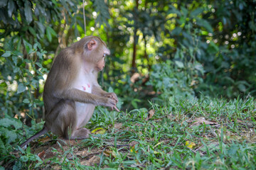 Naklejka na ściany i meble Monkey sitdown in side forest