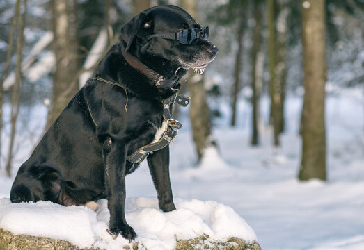Black Labrador Retriever photographed with glasses in the winter forest.