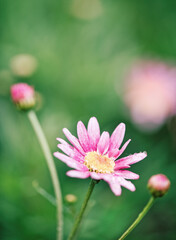 Obraz premium End Of Season Daisies Past Their Best At Coleton Fishacre