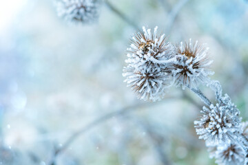 The plant covered with frost. Dry thorny burdock in winter on a blurry background. Thistle, bur, burdock, thorn, Arctium. Winter natural background. Burdock in selective focus
