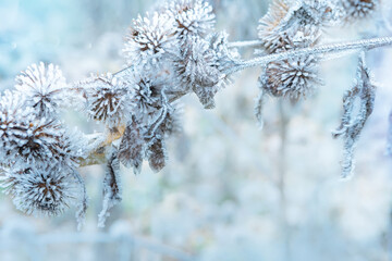 The plant covered with frost. Dry thorny burdock in winter on a blurry background. Thistle, bur, burdock, thorn, Arctium. Winter natural background. Burdock in selective focus