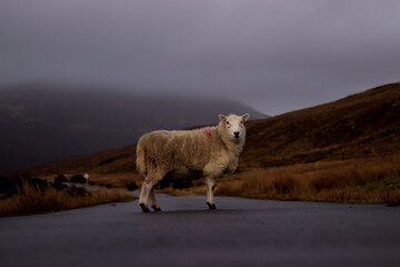 sheep in the mountains