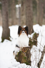 Cute Papillon dog standing on the tree stump in the forest in winter. Beautiful Continental toy spaniel outdoors