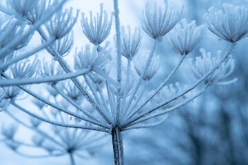 Fototapeta na wymiar The plant covered with frost. Angelica flowers covered with ice and snow in a forest. Frozen, dried plant in the field. Winter patterns. Snow crystals. Winter natural background