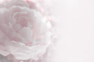 Close-up view of a pink peony on a pink background. Blur. Concept background, flowers, holiday.