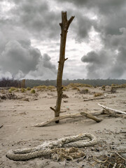 Landscape of a winter beach with tree trunks and a boat rope 