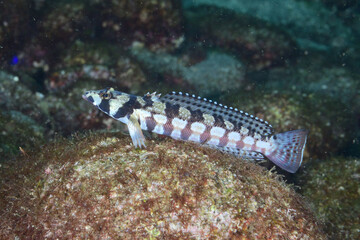 マダラトラギスの若魚