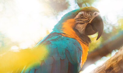 Uma bela arara olhando para você