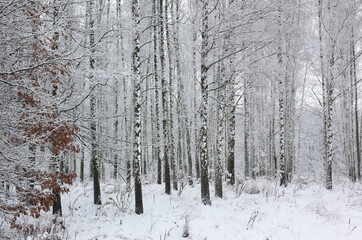 Young birches with black and white birch bark in winter in birch grove against background of other birches