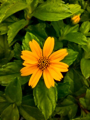 Beautiful yellow flower located beside the highway, this flower is very popular with small bees, because it contains a lot of starch in it.