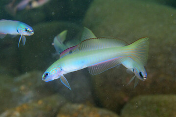 イトマンクロユリハゼ