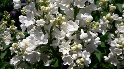 Branch of white lilac close-up on a sunny day. Beautiful white lilac bloom with flowers with many petals on a spring day
