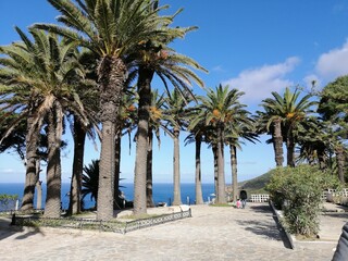 Vue sur mer avec des palmiers