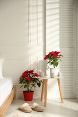 Fototapeta premium Poinsettias in light cozy room. Interior design