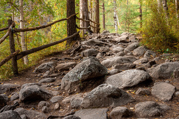 trail in the forest