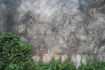 Fototapeta na wymiar Cement wall and leave