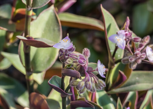 flowering inch plant tradescantia cerinthoides with flowers