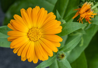 Orange flower in Marigold bloom. Calendula officinalis. In the background also a flower bud an an overblown bud. It is a one-year plant and a versatile herb. It belongs to the Asteraceae family.