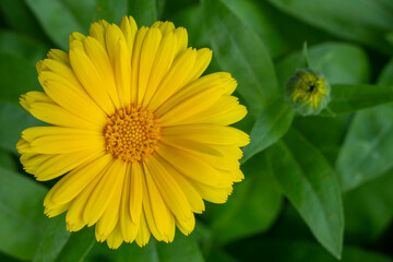 Yellow Marigold in Bloom. Calendula officinalis. In the background a blurry flower bud. It belongs to the Asteraceae family. The flower is about 5 cm tall, with green blunt leaves. One-year plant.