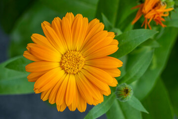 Orange flower of Marigold bloom. Calendula officinalis. In the background als a flower bud and an overblown bud. It belongs to the Asteraceae family. It is a one-year plant and with green blunt leaves