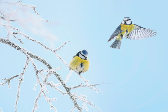 two birds blue tits sit and fly on the branches covered with white frost in the winter garden