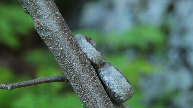 A horned viper on a tree from Velebit mountain, Croatia