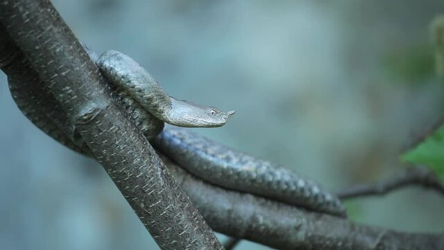 A horned viper on a tree from Velebit mountain, Croatia