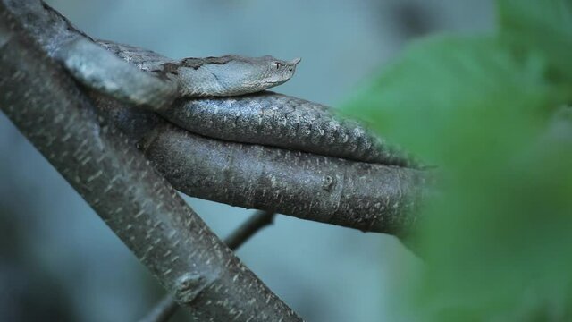 A horned viper on a tree from Velebit mountain, Croatia