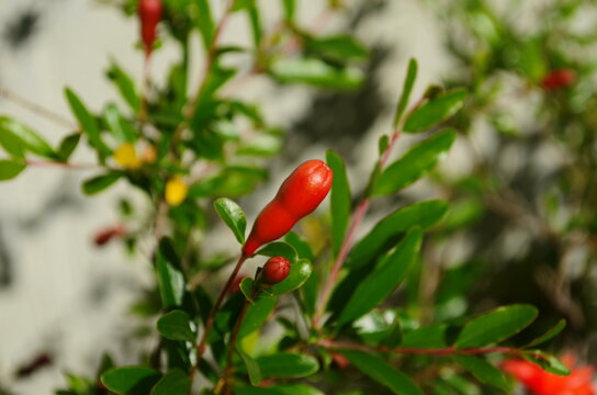 Red flowers of pomegranate fruit on a tree