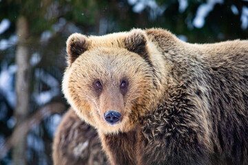 Obraz premium the bear walks in the woods in wintertime