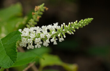fresh bouquet white small flower blooming and buds. macro beauty flora good smell.