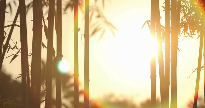 sunset in bamboo