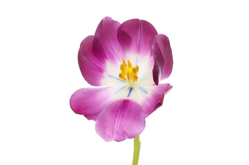 Open tulip flower