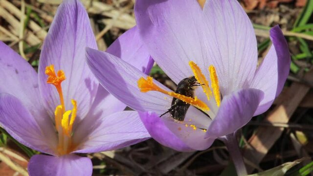 Crocus vernus (Spring Crocus, Giant Crocus from the Velebit mountain in early spring