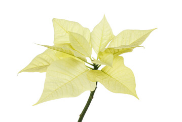 Poinsettia against white