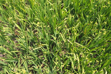 Flower at Singh Park, Chaing Rai. Thailand.